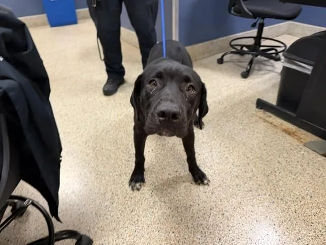 A young small-sized male Labrador Retriever dog named Kona for adoption in Miami, FL