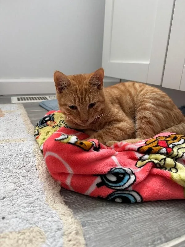 An adult medium-sized male Tabby (Orange / Red) Domestic Short Hair cat named Unknown for adoption in Burgaw, NC