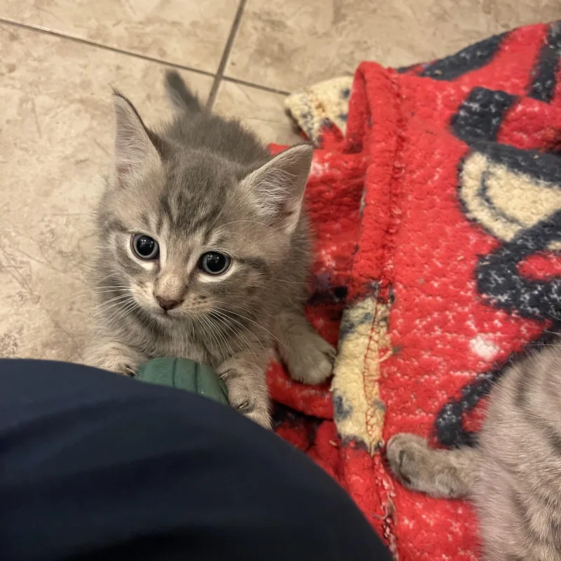 A baby medium-sized male Gray / Blue / Silver Domestic Short Hair cat named Callum for adoption in Moriches, NY
