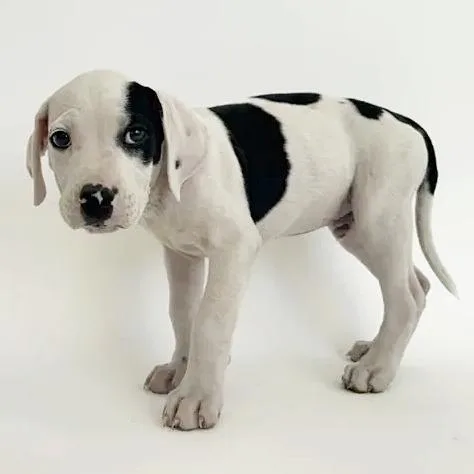 A baby small-sized male Black Boxer dog named Boogey for adoption in Saint Louis, MO