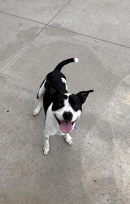An adult medium-sized female Boxer dog named Dumpling for adoption in Beatrice, NE