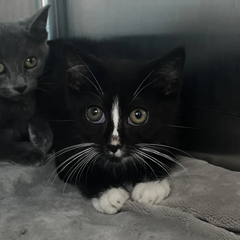 A baby medium-sized male Black Domestic Short Hair cat named Pride for adoption in Matteson, IL