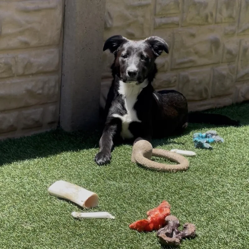 A baby medium-sized female Black Mixed Breed dog named Ello for adoption in Houston, TX