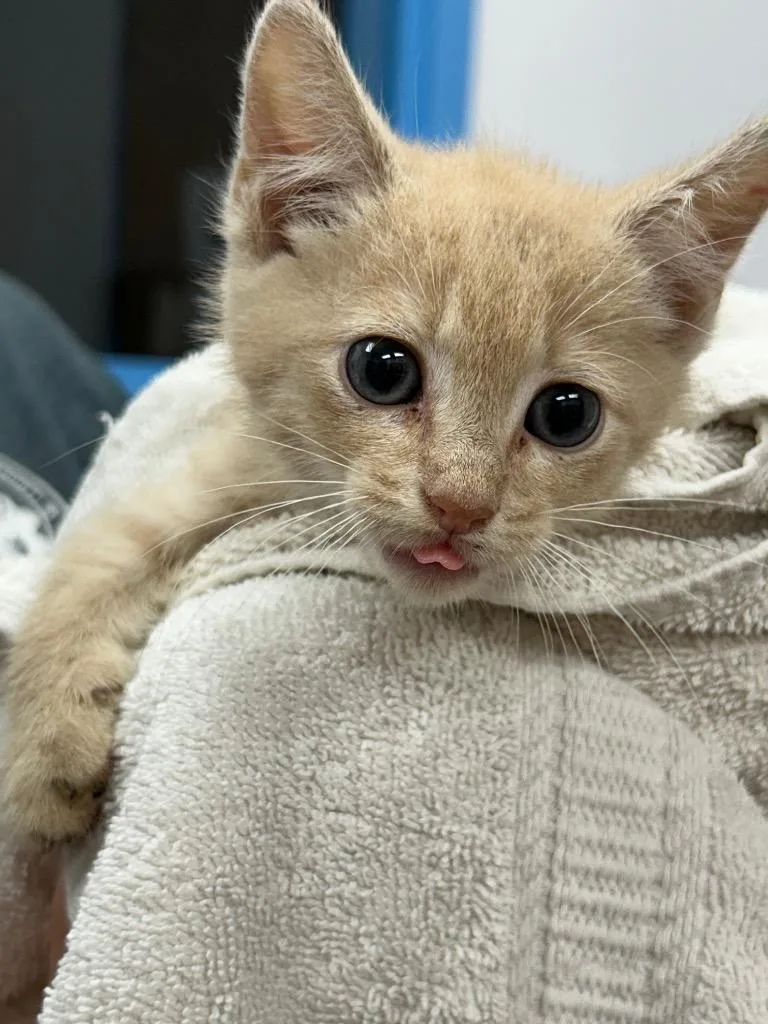 A baby small-sized male Domestic Short Hair cat named Deeno for adoption in Hartsville, SC