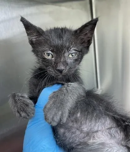 A baby small-sized female Domestic Short Hair cat named Zaria for adoption in Westland, MI