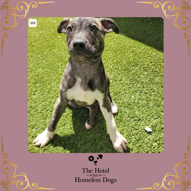 A baby medium-sized female Gray / Blue / Silver Hound dog named Annie for adoption in Cumberland, RI