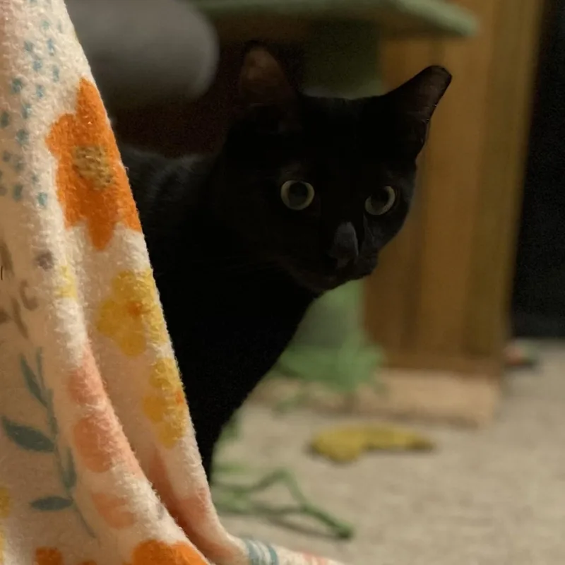 Vanilla Bean thumbnail 2