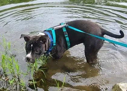 Shortcake thumbnail 2