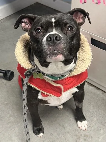 Shortcake thumbnail 3