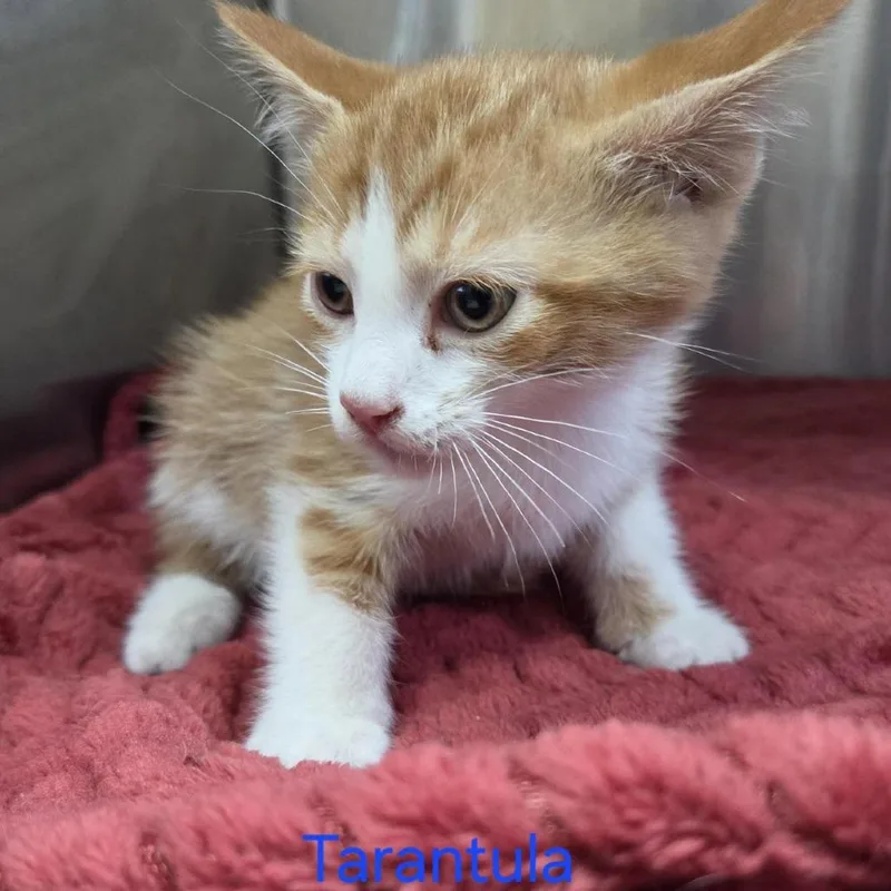 A baby small-sized male Orange / Red Domestic Short Hair cat named Tarantula for adoption in Windsor, VA