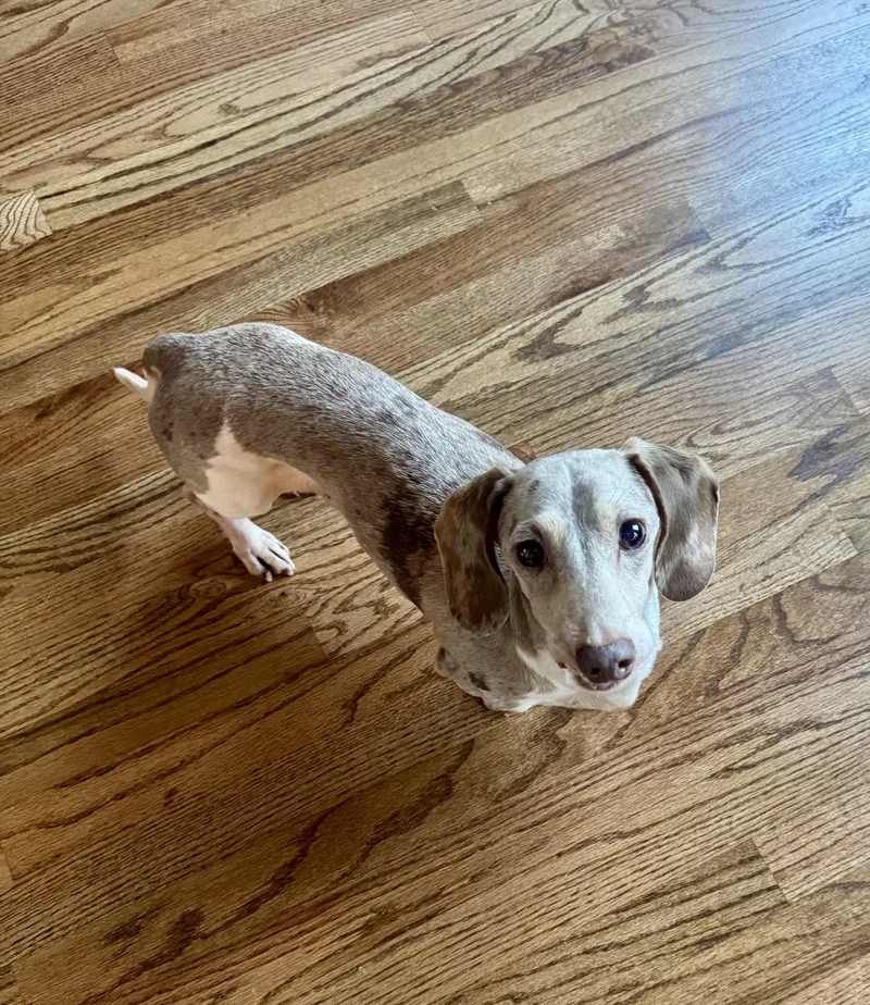An adult small-sized male Apricot / Beige Dachshund dog named Duncan for adoption in New York, NY