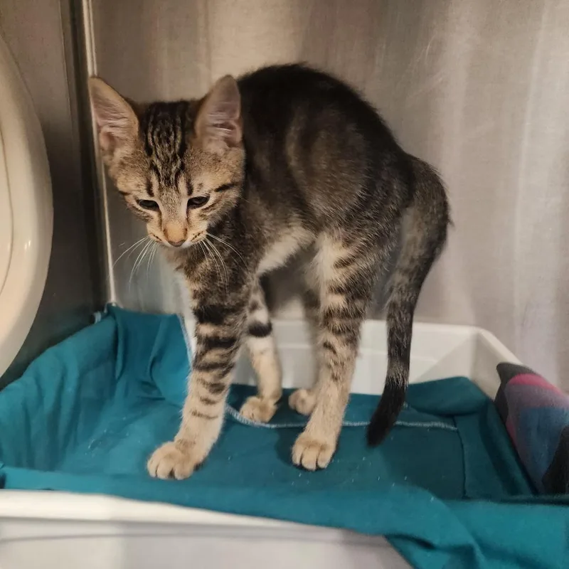 A baby small-sized male Gray / Blue / Silver Domestic Short Hair cat named Norm for adoption in Evensville, TN