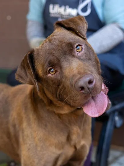 An adult large-sized male Mixed Breed dog named Sunstone for adoption in Chamblee, GA