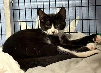 A baby small-sized female Domestic Short Hair cat named Celeste for adoption in Washington, DC