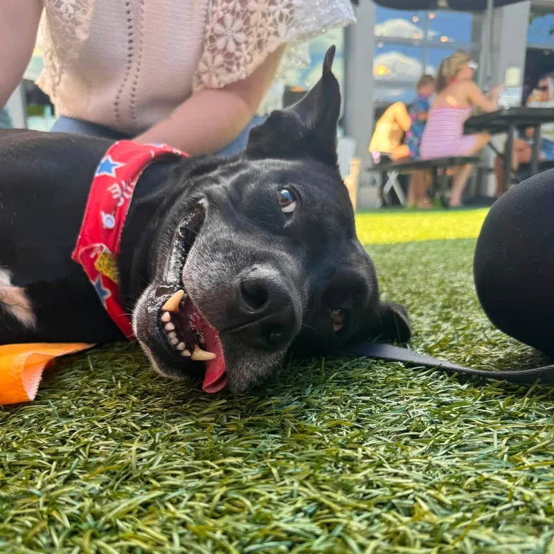 An adult medium-sized male Labrador Retriever dog named Zane for adoption in Chelmsford, MA