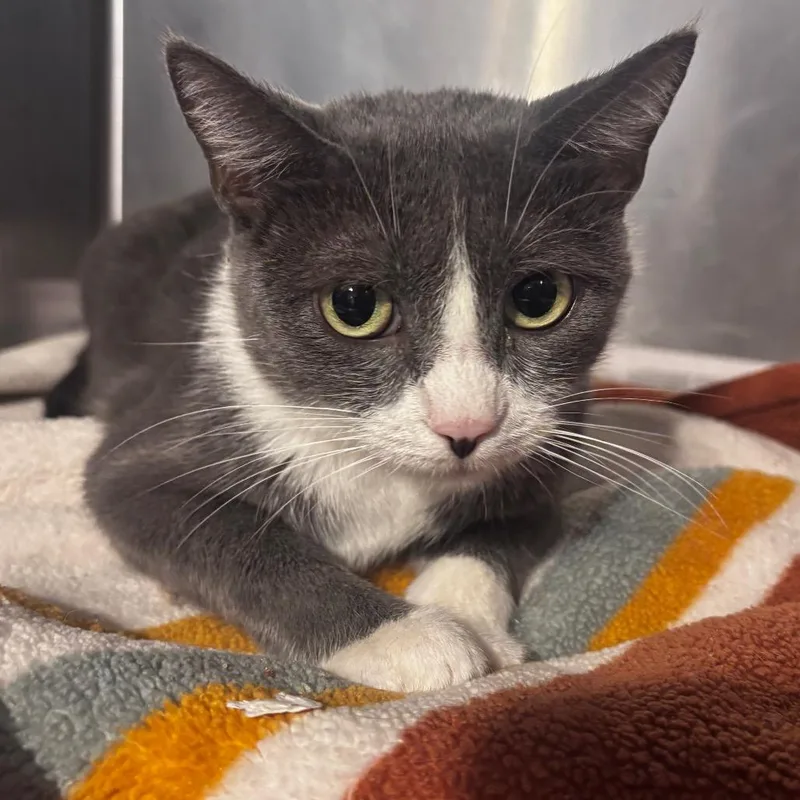 An adult medium-sized female Gray / Blue / Silver Domestic Short Hair cat named Starbs for adoption in Belleville, IL