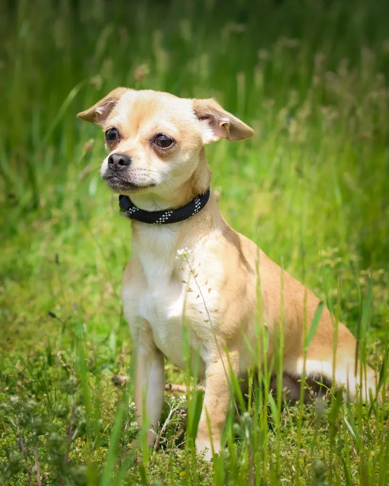 A young small-sized male Apricot / Beige Chihuahua dog named Rio Grande for adoption in Bridgeport, CT