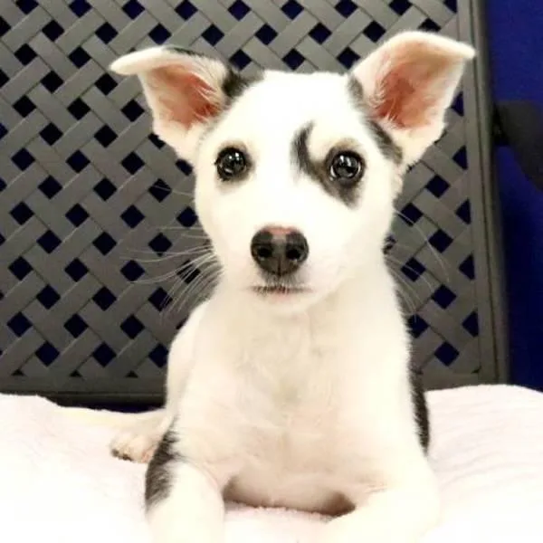 A baby medium-sized male Siberian Husky dog named Holstein for adoption in Midland, TX