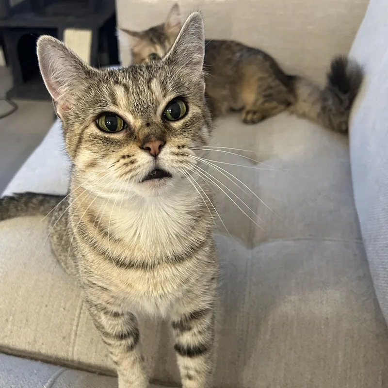 A young medium-sized female Tabby (Gray / Blue / Silver) Domestic Medium Hair cat named Lolly & Lucy  for adoption in Chicago, IL