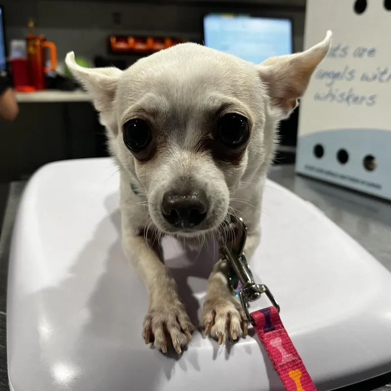 A senior small-sized female White / Cream Chihuahua dog named Lala for adoption in Tampa, FL