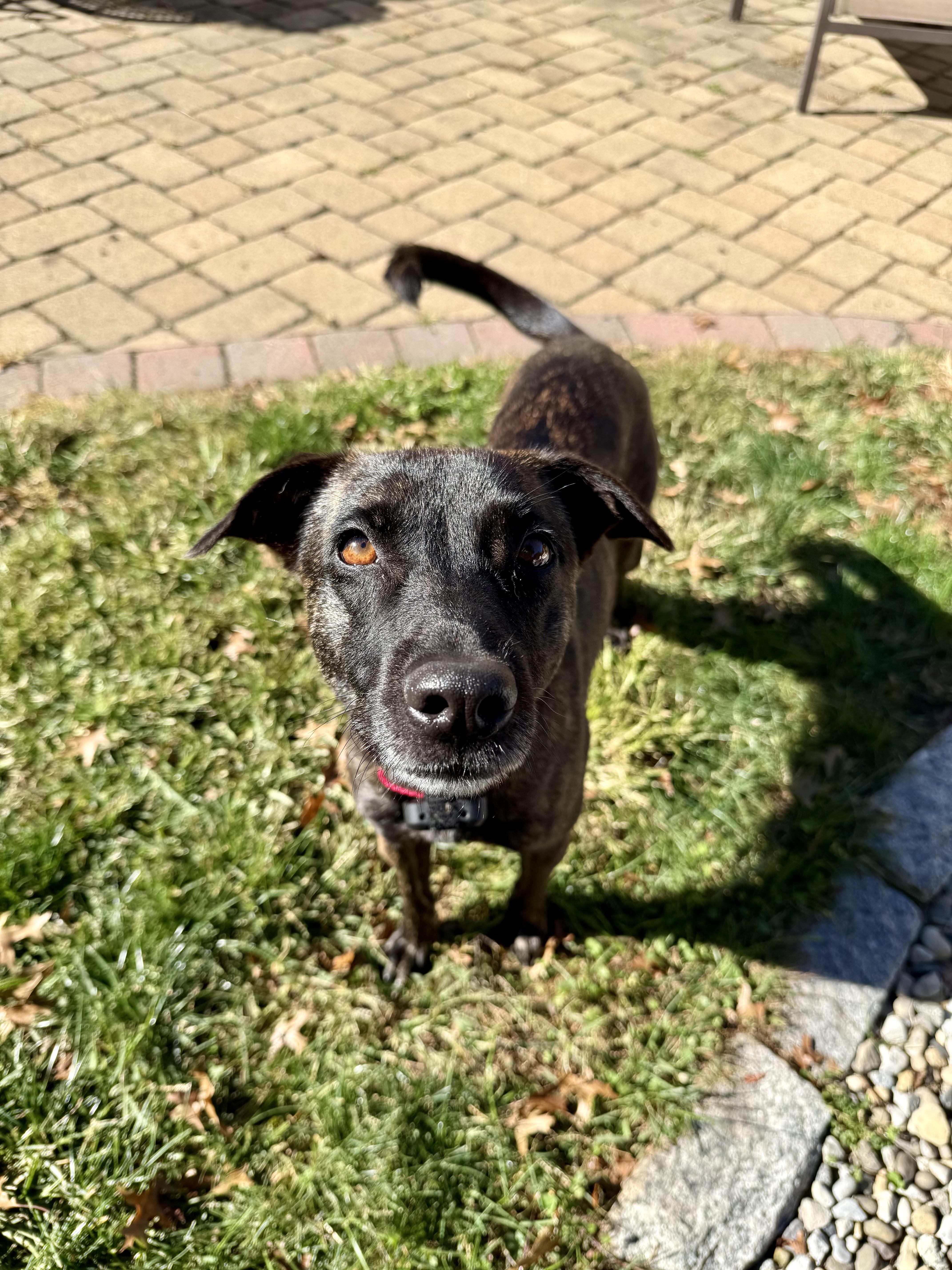An adult medium-sized female Mixed Breed dog named Kisa for adoption in Brooklyn, NY