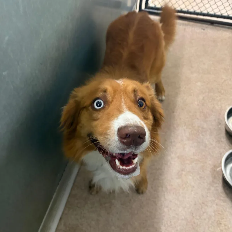An adult medium-sized male Red / Chestnut / Orange Mixed Breed dog named Ranger for adoption in Ardmore, OK