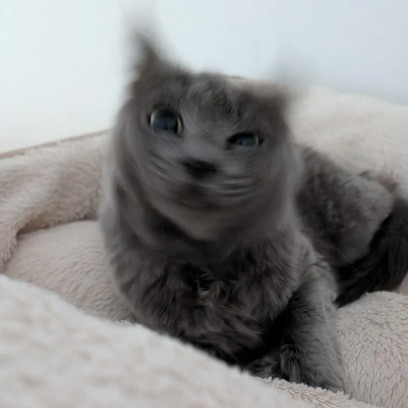 An adult medium-sized female Domestic Medium Hair cat named Phoebe for adoption in Austin, TX
