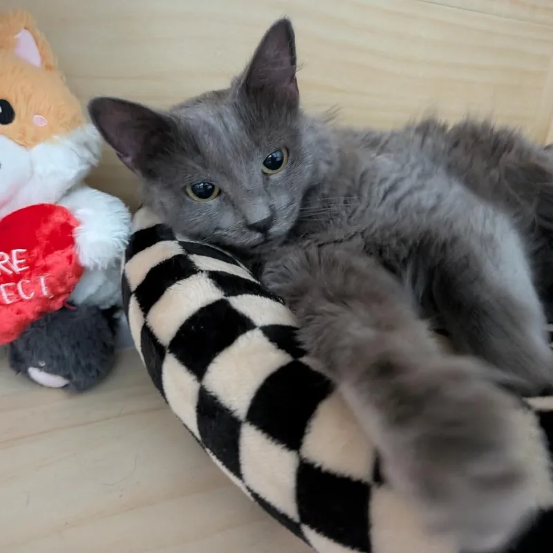 Phoebe thumbnail 2
