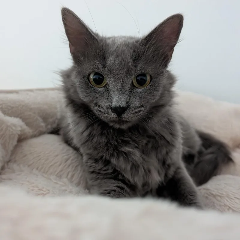 Phoebe thumbnail 3