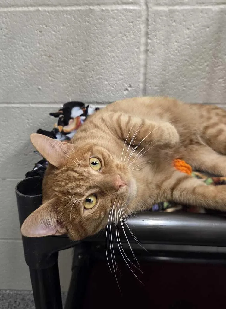 An adult medium-sized male Orange / Red Domestic Short Hair cat named Vaedrex for adoption in Fruit Heights, UT