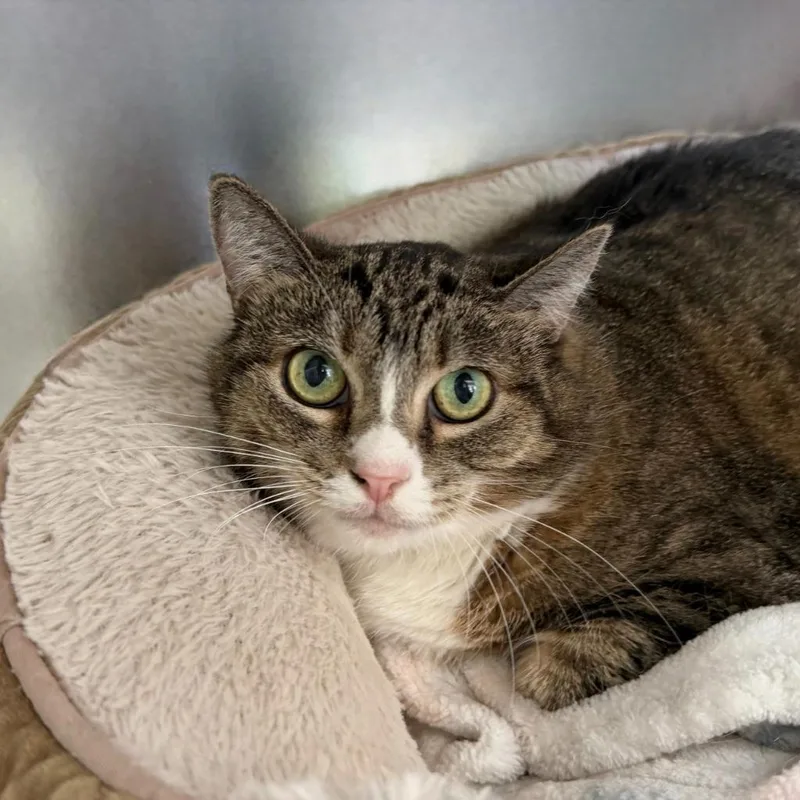 An adult medium-sized female Domestic Short Hair cat named Verna for adoption in State College, PA