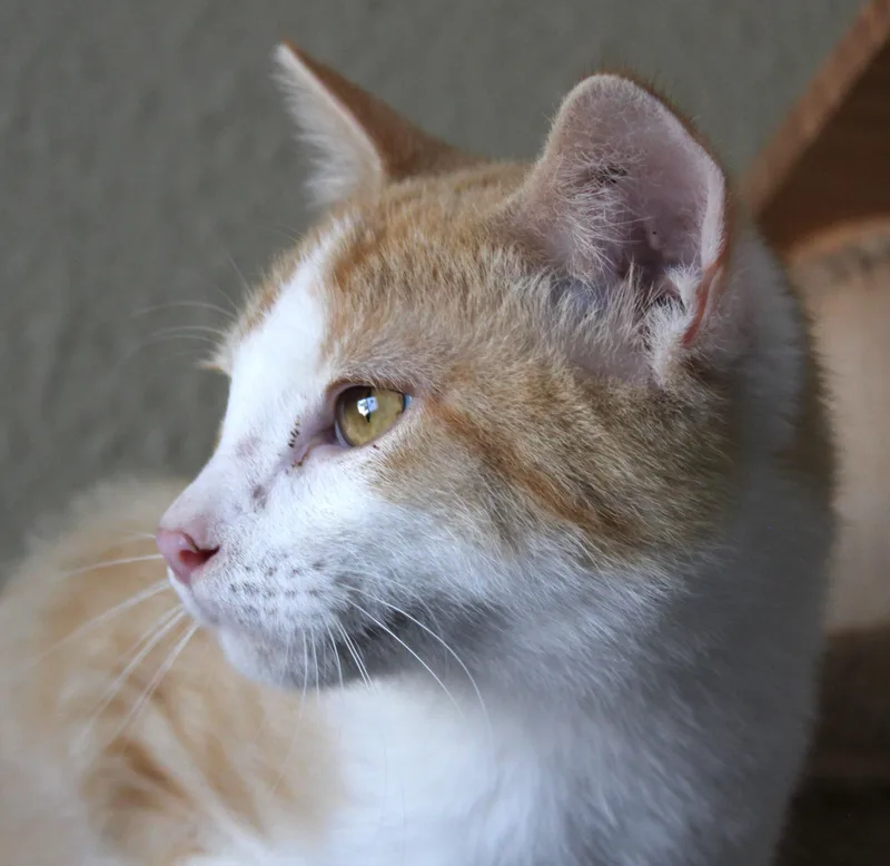 A young medium-sized male Orange & White Domestic Short Hair cat named Cheddar for adoption in Huron, SD