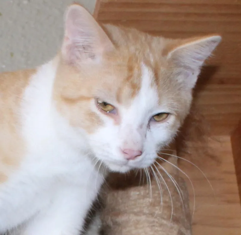 Cheddar thumbnail 2