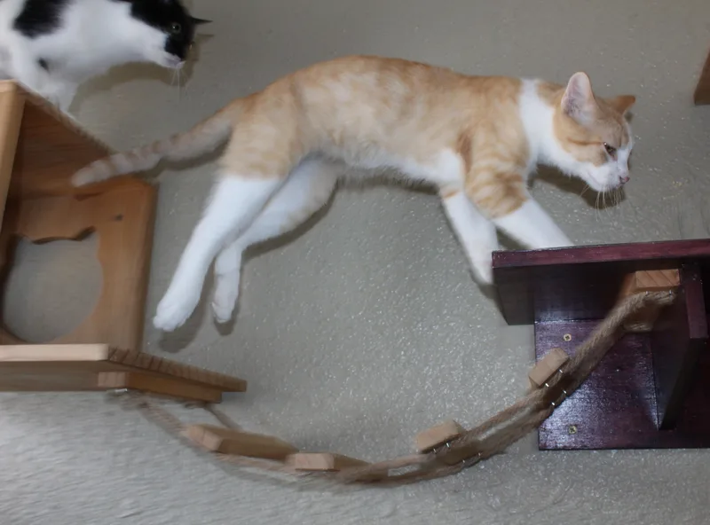 Cheddar thumbnail 3