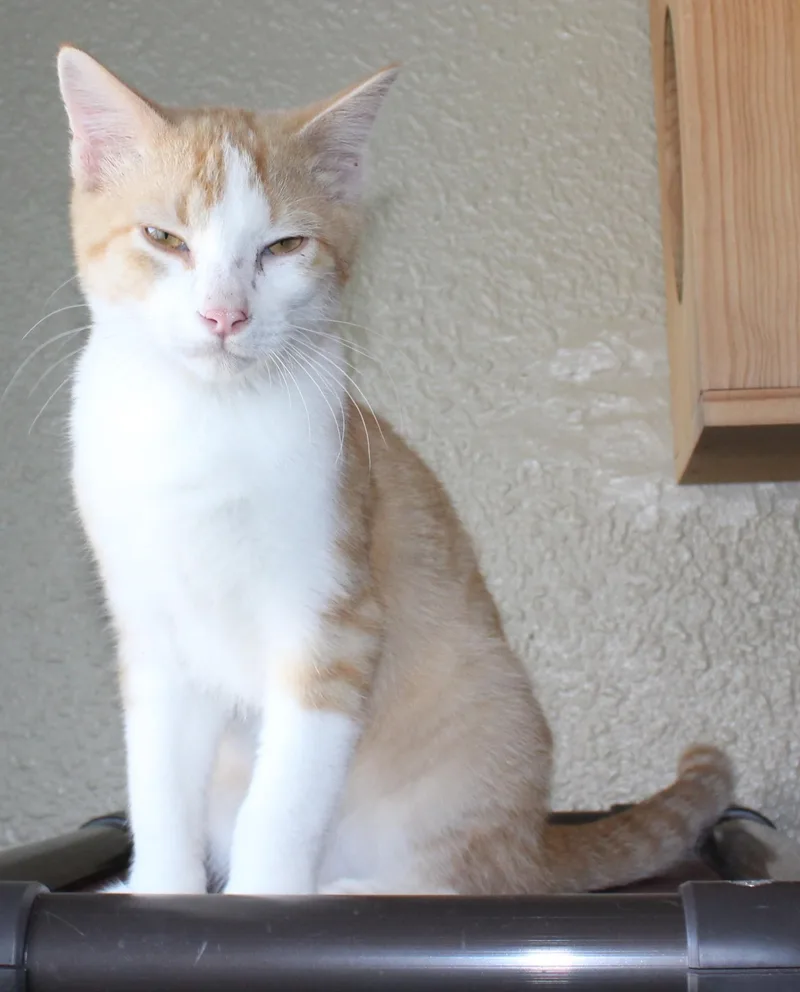 Cheddar thumbnail 4