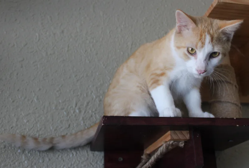 Cheddar thumbnail 5