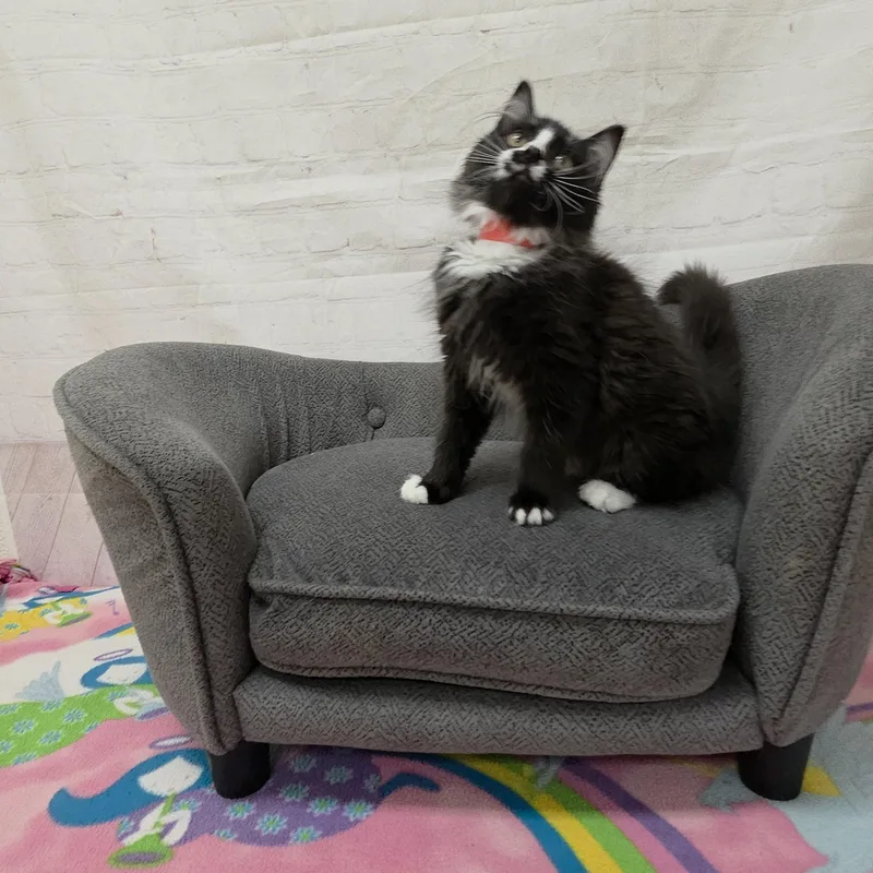 Starfish thumbnail 2