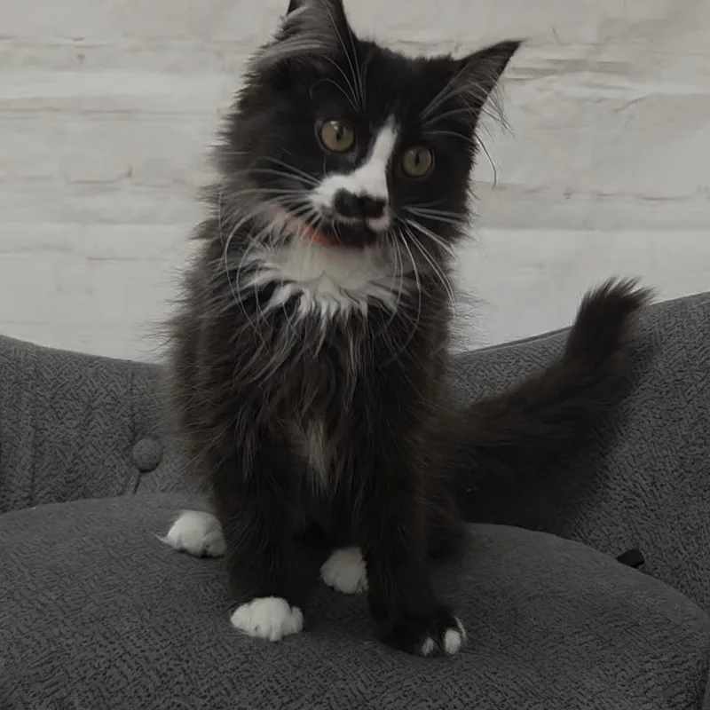 Starfish thumbnail 3