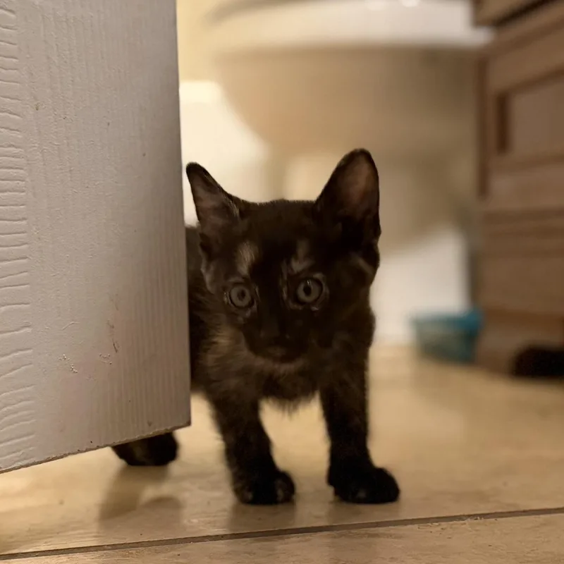 A baby small-sized female Tortoiseshell cat named Kicks for adoption in Marfa, TX