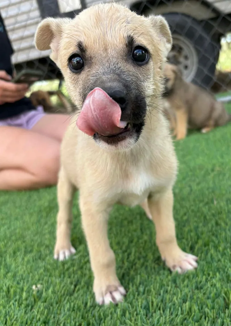 A baby large-sized female Belgian Shepherd / Malinois dog named Minerva for adoption in Sierra Vista, AZ