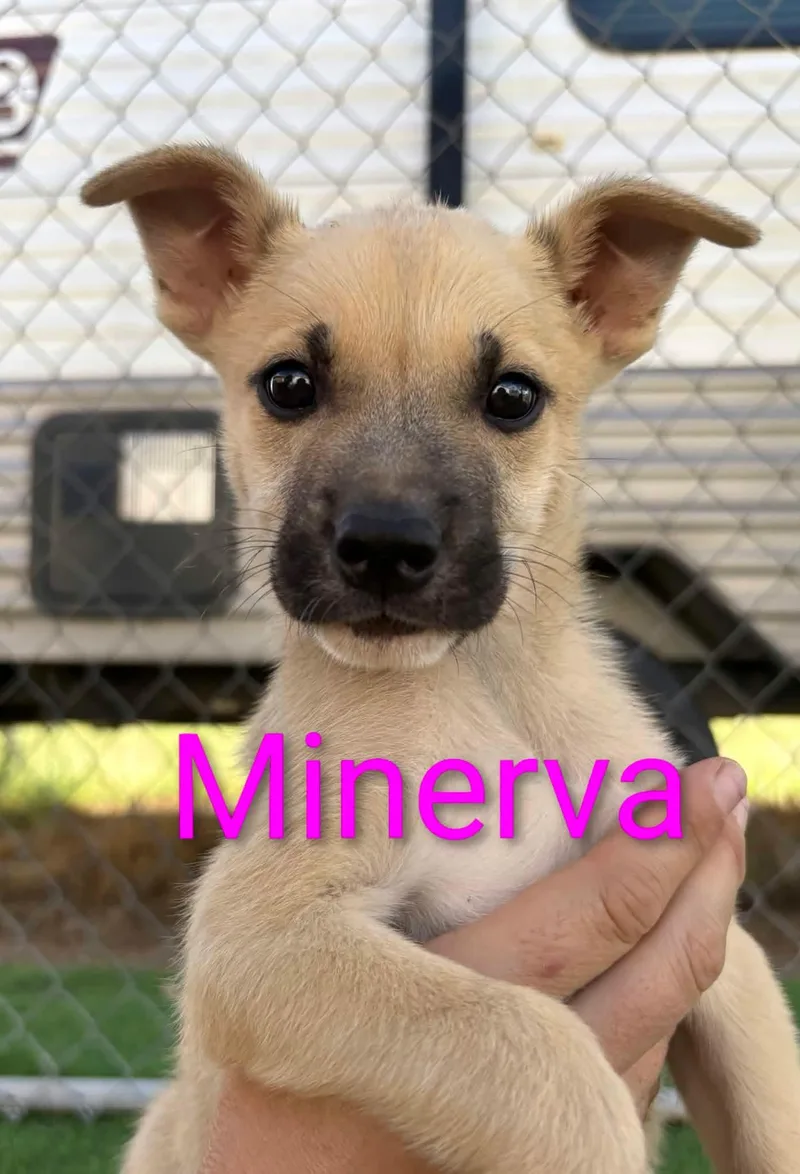 Minerva thumbnail 2