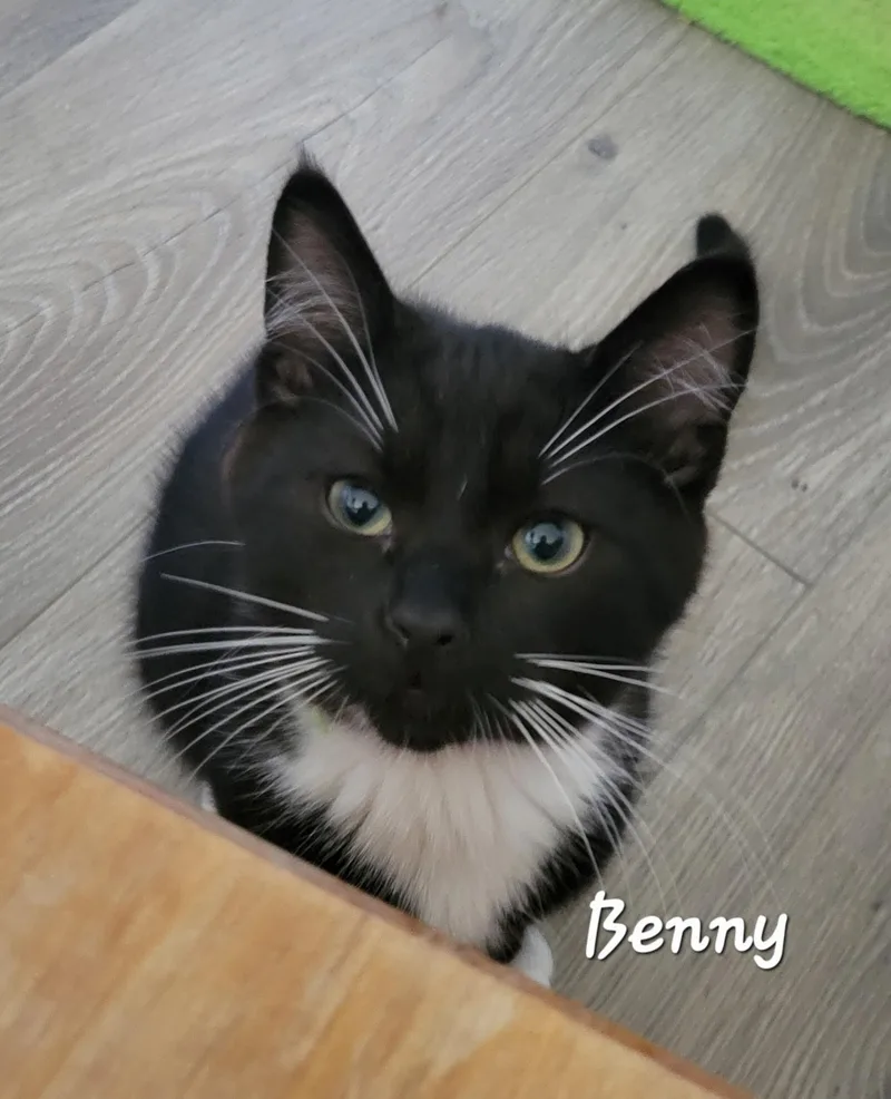 A baby medium-sized male Black & White / Tuxedo Domestic Short Hair cat named Benny for adoption in Ephrata, WA