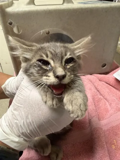 A baby small-sized male Domestic Medium Hair cat named Ten for adoption in Riverside, CA