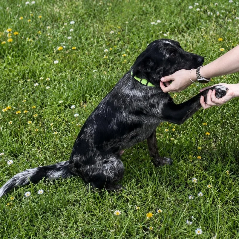 A young medium-sized male Black Australian Shepherd dog named Mowgli for adoption in Houston, TX