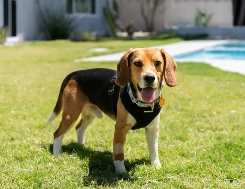 A young medium-sized male Beagle dog named Orion for adoption in Las Vegas, NV