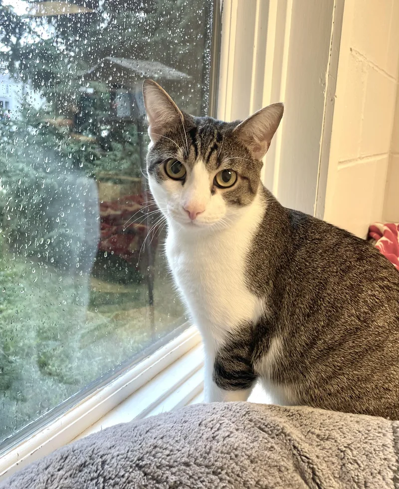 A young medium-sized male Domestic Short Hair cat named Trent for adoption in Cincinnati, OH
