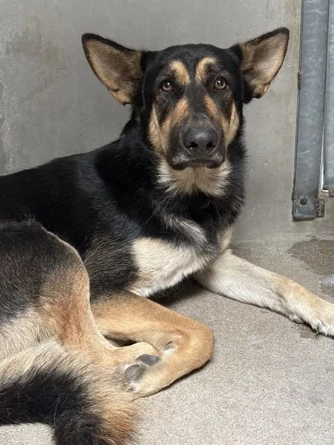 An adult large-sized male German Shepherd Dog dog named Shadow for adoption in San Bernardino, CA