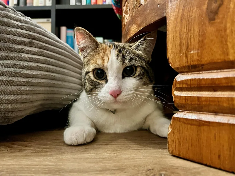 Ginger Spice Boy!! thumbnail 2