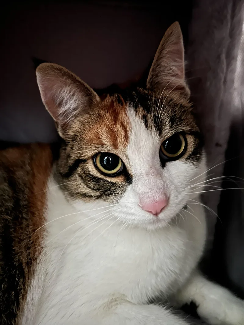 Ginger Spice Boy!! thumbnail 4