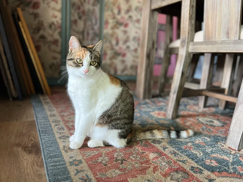 Ginger Spice Boy!! thumbnail 6